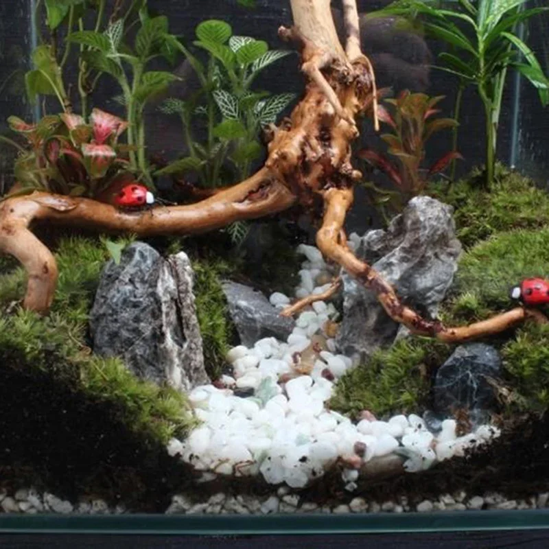شجرة طبيعية جذع Driftwood لحوض - مراجعة Aquarium Plants Live وسعره