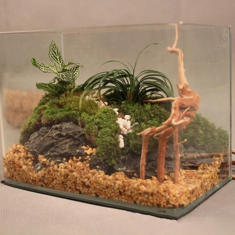 شجرة طبيعية جذع Driftwood لحوض - مراجعة Aquarium Plants Live وسعره