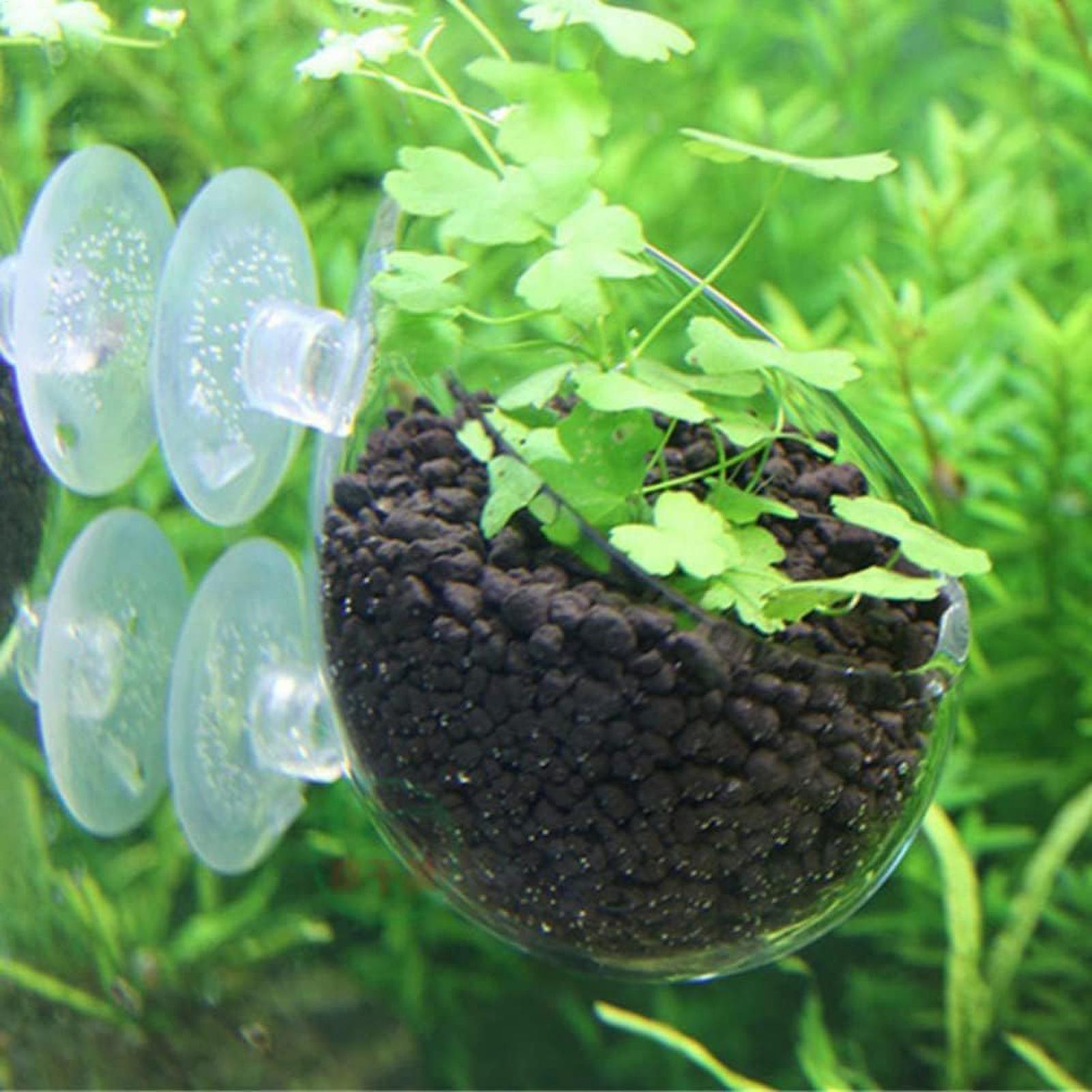 حامل نباتات الزينة الزجاجي مع  - مراجعة Plant Aquarium Pot وسعره
