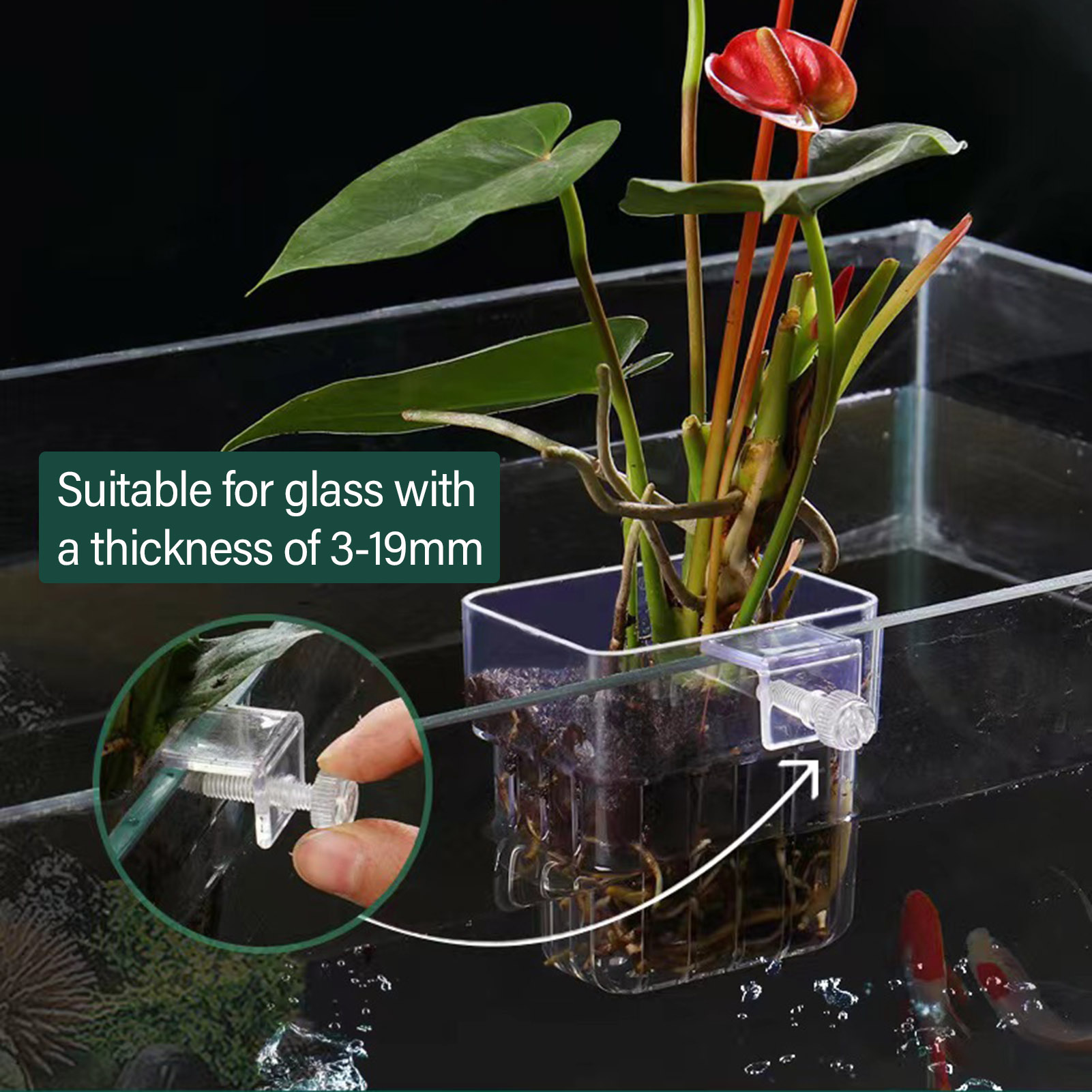 حامل نباتات أكريليك شفاف، سلة  - مراجعة Aquarium Plant Holder وسعره