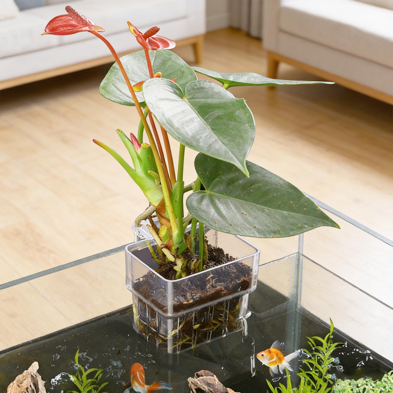 سلة نباتات للأحواض المائية، وع - مراجعة Plant Aquarium Pot وسعره