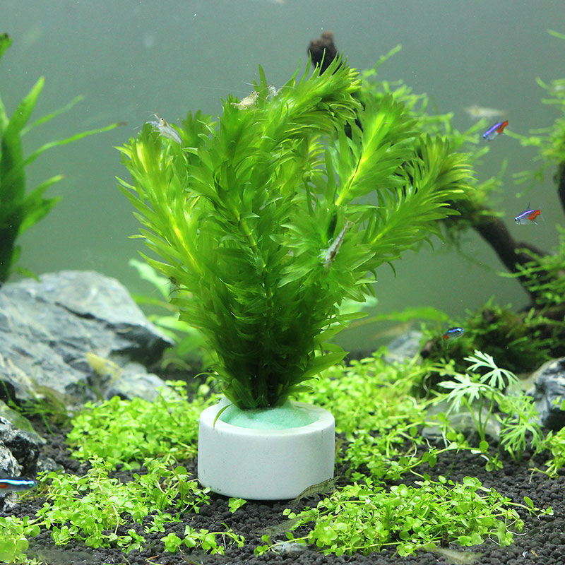 حلقة سيراميك لتزيين الحوض ، وع - مراجعة Plant Aquarium Pot وسعره