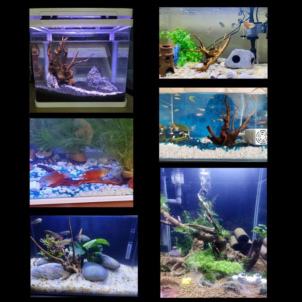 خشب عائم طبيعي كبير لحوض السمك - مراجعة Aquarium Driftwood وسعره