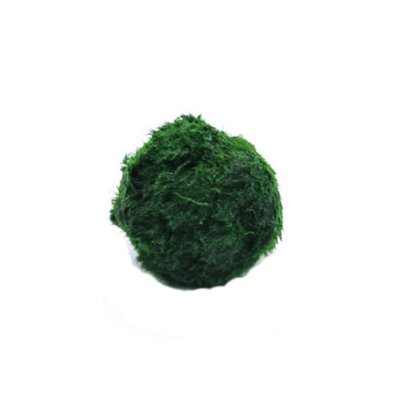 ماريمو كرات الطحلب حوض السمك ن - مراجعة Live Plant Aquarium وسعره