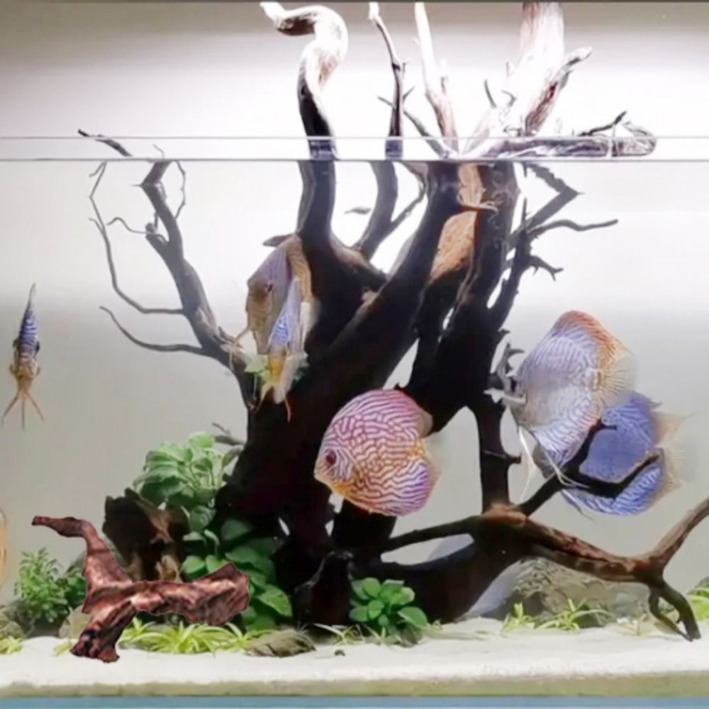 جذور شجرة الأناناس الطبيعية ال - مراجعة Aquarium Driftwood وسعره