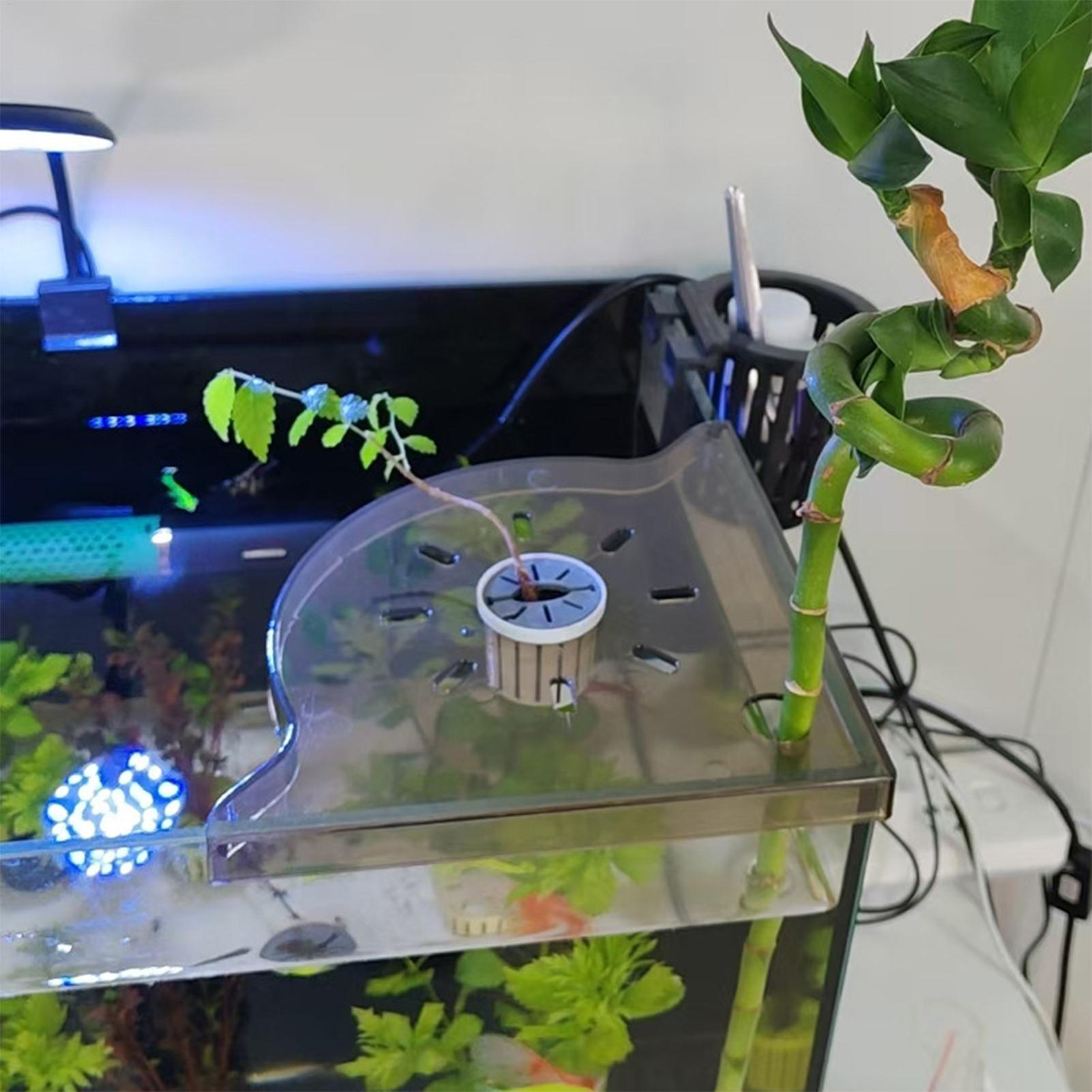رف تخزين زاوية لحوض السمك على  - مراجعة Aquarium Plants Live وسعره