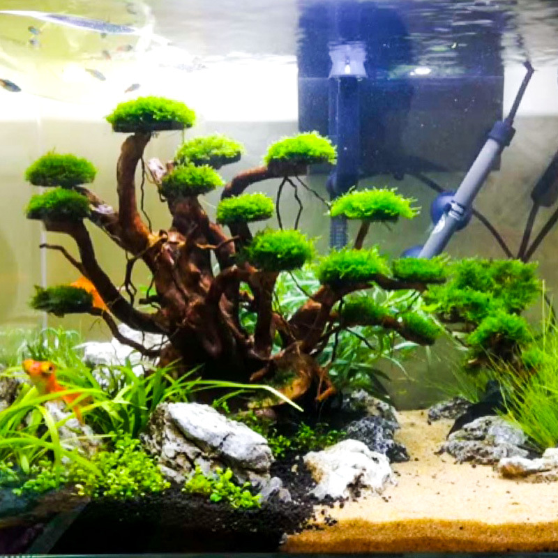 زينة حوض السمك: شجرة طحلب، هيك - مراجعة Aquarium Moss وسعره